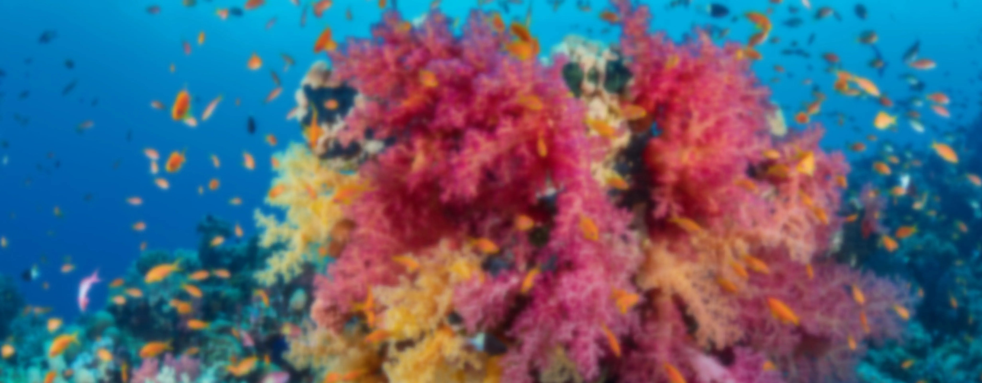 coral.webp