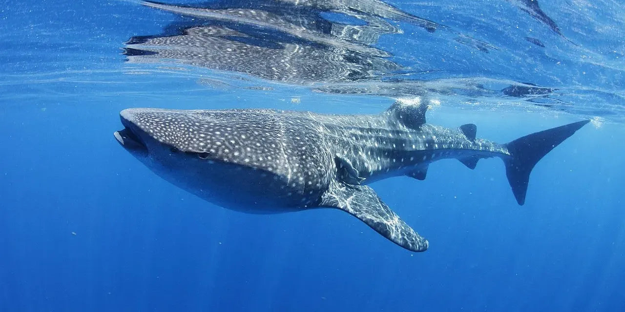kauai-whale-shark_691d6d0b-3782-4d86-9acb-5b31d5a56f4f.webp